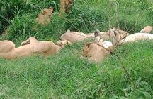 Masai Mara 3 Days Tour