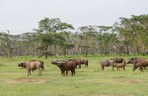 Masai Mara 3 Days Tour