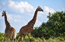 Private Tour Safari To Nairobi National Park