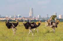 Private Tour Safari To Nairobi National Park
