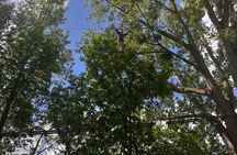 Treetop adventure course in the heart of Rouen