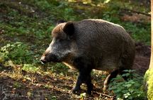 Day trip to Gauja National Park: animals, castles and a cave