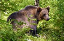 Day trip to Gauja National Park: animals, castles and a cave