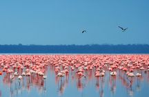 Day Tour to Lake Nakuru with optional boat ride in Lake Naivasha