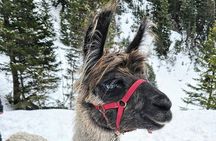 Guided llama hike with traditional raclette