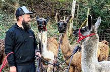 Guided llama hike with traditional raclette