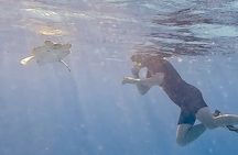 Snorkel with Turtles & see the Flamingos 