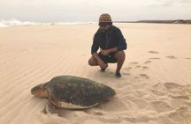 4 Hours Guided Turtle Watch Expedition in Ervatão