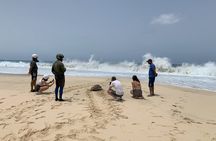 4 Hours Guided Turtle Watch Expedition in Ervatão