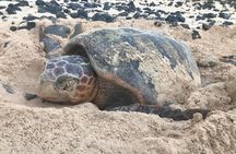 4 Hours Guided Turtle Watch Expedition in Ervatão