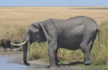 3-Days Masai Mara Rhythms Safari