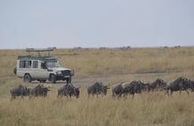 3-Days Masai Mara Rhythms Safari