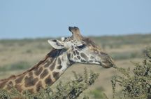 3-Days Masai Mara Rhythms Safari