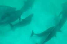 4 Hour Eco Dolphin Tour in Panama