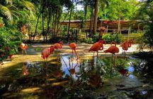 Flamingo March & Pirates Adventure Tour Nassau