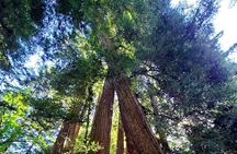 Muir Woods Sausalito Entry & Ferry to Fishermans Wharf included