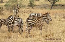 3 Days Group Joining Safari to Amboseli National Park