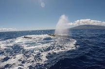 Private Charter Humpback Whale Watching & Dolphin Search 