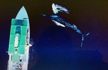 Private Charter Humpback Whale Watching & Dolphin Search 