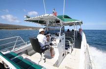 Private Charter Humpback Whale Watching & Dolphin Search 