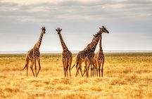 3 Days Tanzania Private Luxury Safari to Serengeti & Ngorongoro