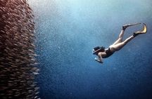 Whaleshark & Sumilon Is and Moalboal Sardines & Turtle Tour