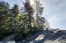 West Coast Big Tree Beach and Waterfall Adventure