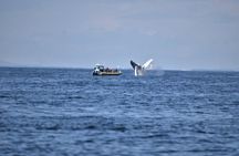 Maine Whale Watching Tour in Portland