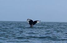 Maine Whale Watching Tour in Portland