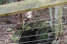 Guided Primeval Nature Walk Tour in Primeval Forest National Park