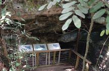 Guided Primeval Nature Walk Tour in Primeval Forest National Park