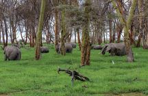 Day tour to Amboseli National Park and Maasai Village