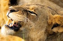 Day tour to Amboseli National Park and Maasai Village