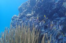 All-Inclusive Full-Day Hol Chan Snorkeling Tour 