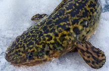 Half Day Private Guided Ice Fishing Trip in the Yukon