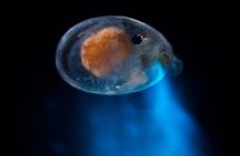 Magical Bioluminescent Night Dive 