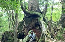 Yakushima 1 day SHIRATANI UNSUIKYO Walking with ENGLISH Speaking Guide