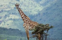 The Best 4 Days Serengeti & Ngorongoro Private Mid-range Safari