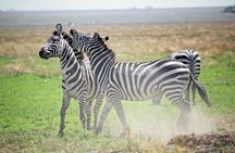 Affordable 4 Days Tanzania Private Mid-range Lodge Safari Tour