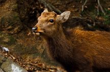Miyajima Private History Tour (Half Day)