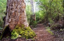 4 Days Tour to Pink Lake Kalbarri, Margaret River and South West 