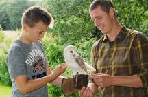 Private Family Bird of Prey Experience in Carlisle