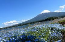 Full Day Private Tour in Mount Fuji and Hakone