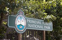 Guided Primeval Nature Walk Tour in Primeval Forest National Park