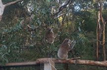 Great Ocean Road In 8 Hours Express Private Tour 