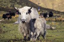 Langtang valley trek