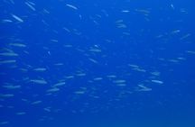 Try Scuba Diving in Lanzarote (No experience needed)