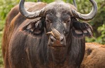2 Days Tanzania Midrange Group Join Safari 