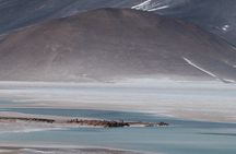 Day Tour to Piedras Rojas and Altiplanic and Chaxa Lagoons