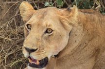 The Best 4 Days Serengeti & Ngorongoro Private Mid-range Safari